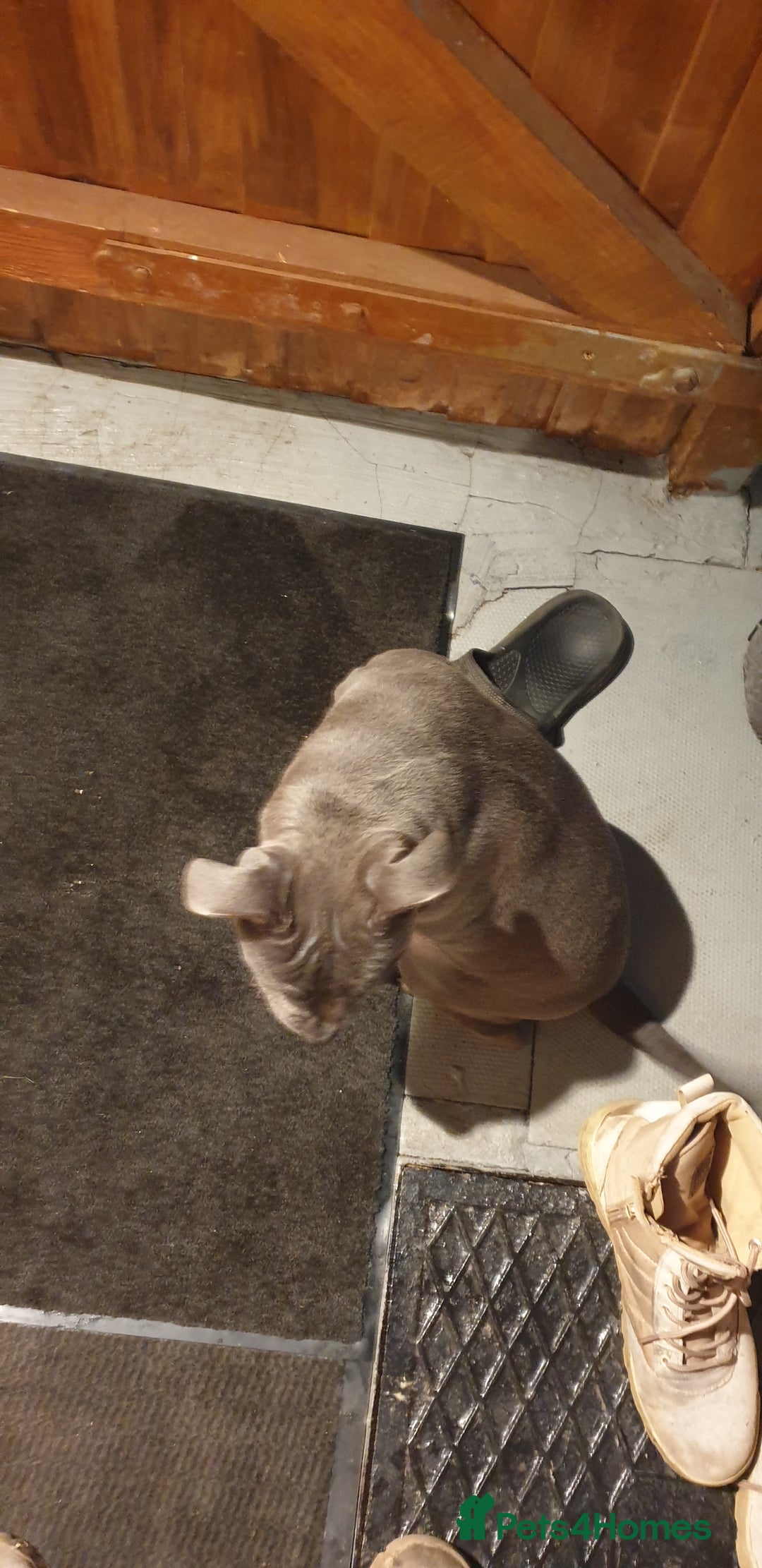 Staffordshire Bull Terrier dogs for sale: blue Staffordshire bull terrier puppy  - Advert 5