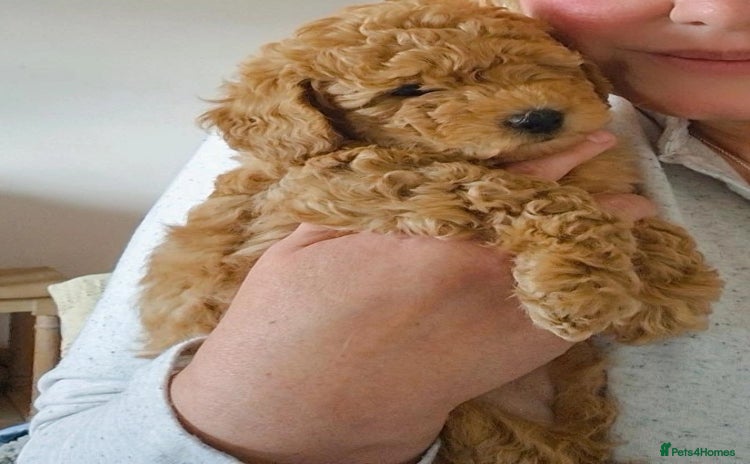 Toy Poodle dogs - Advert 9