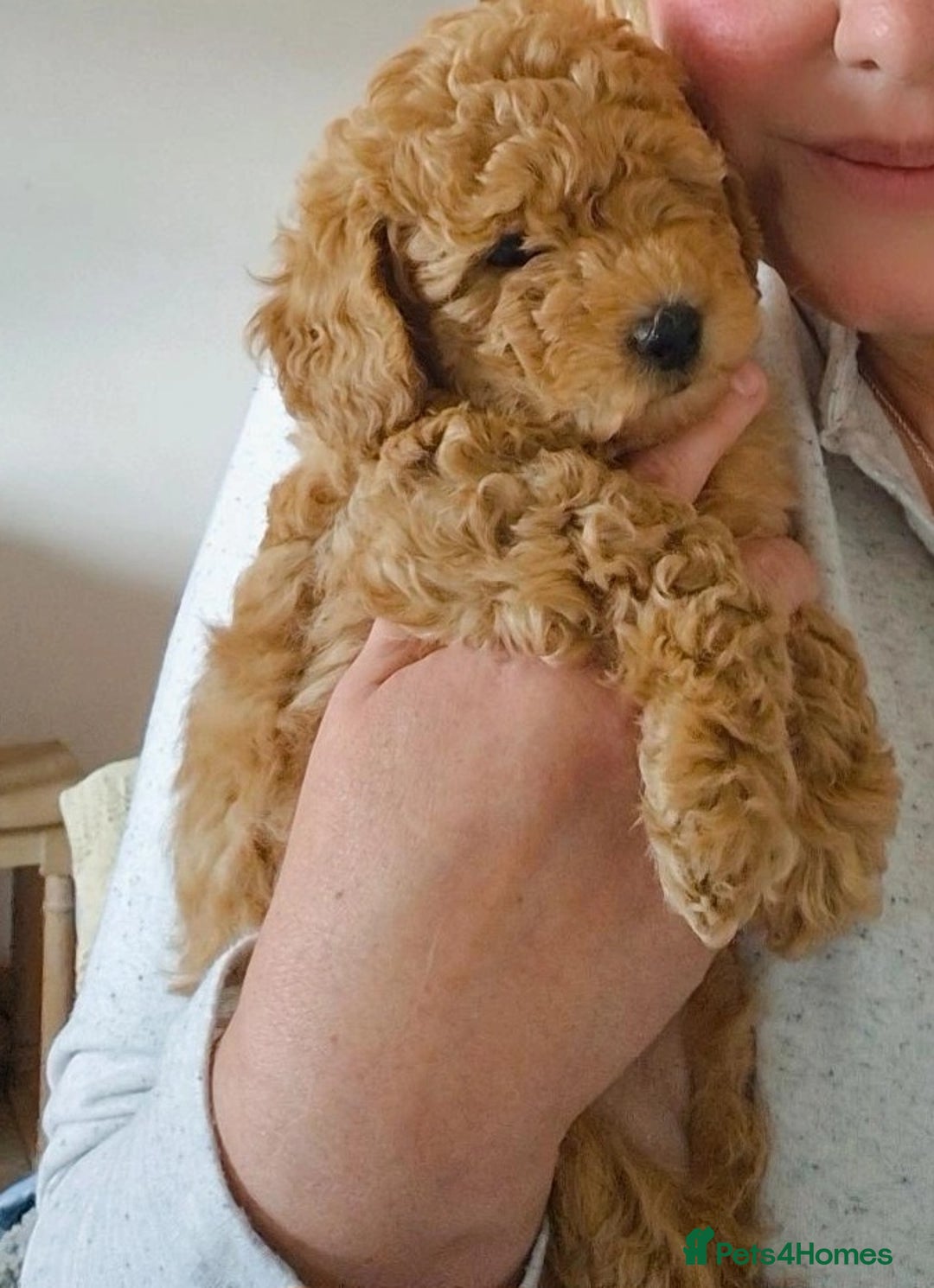 Toy Poodle dogs for sale: Toy Poodles incl. One Phantom boy - Image 1