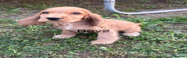 Cocker Spaniel 2