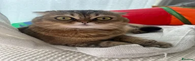 Nala