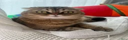 Scottish Fold cats for sale: Brother&Sister ScottishFold - 2 year olds - Advert 14