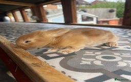 Mixed Breed rabbits for sale: Angora x Lionhead Female Looking For Home  - Image 24