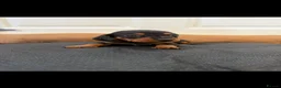 Dachshund dogs for sale: Stunning dachshund babies  - Advert 24