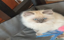 Ragdoll cats for sale: Humble purebred Active Ragdolls - Advert 3