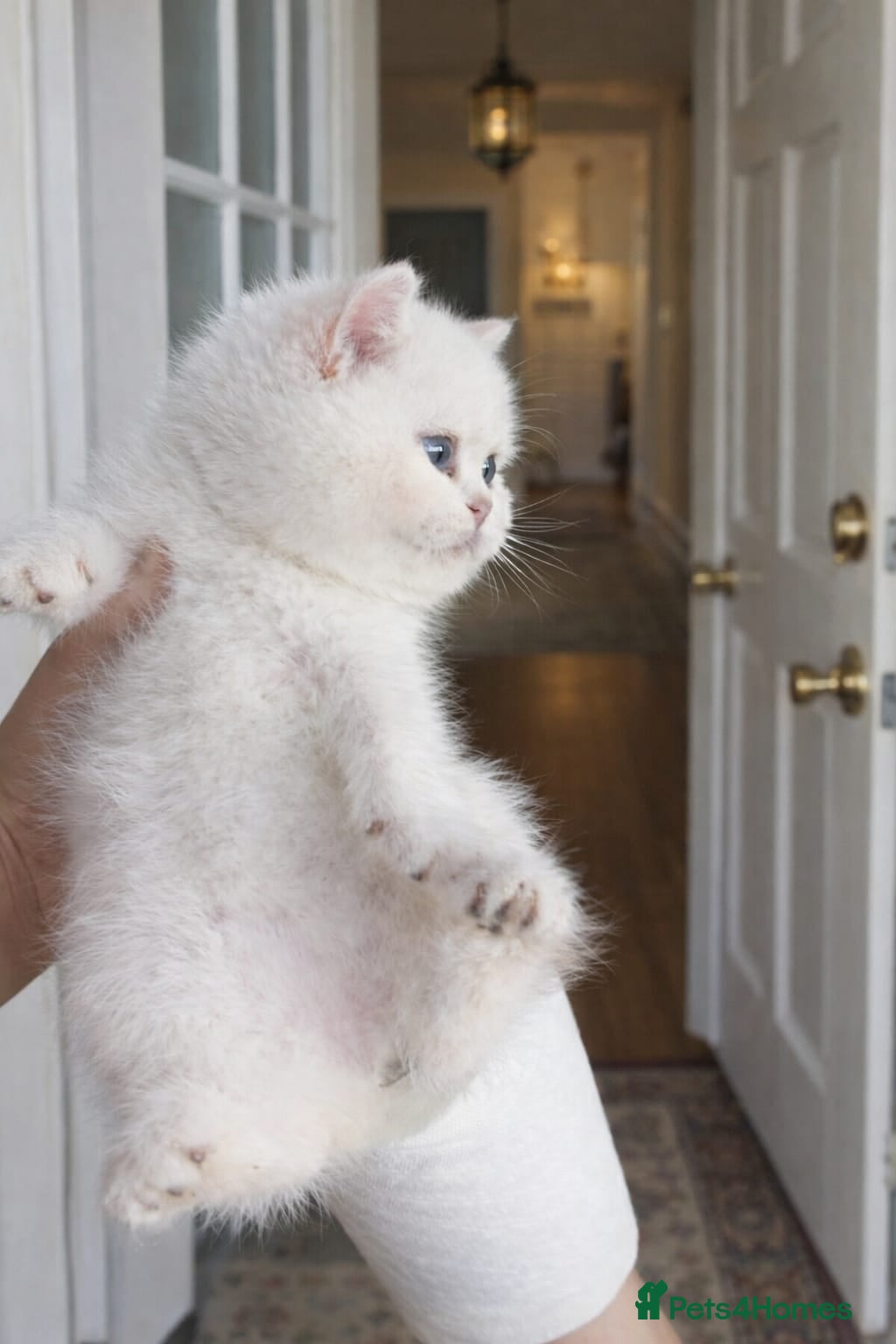 British Shorthair cats British shorthair cat - Advert 15