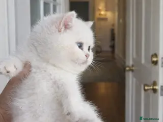 British Shorthair cats British shorthair cat - Advert 15