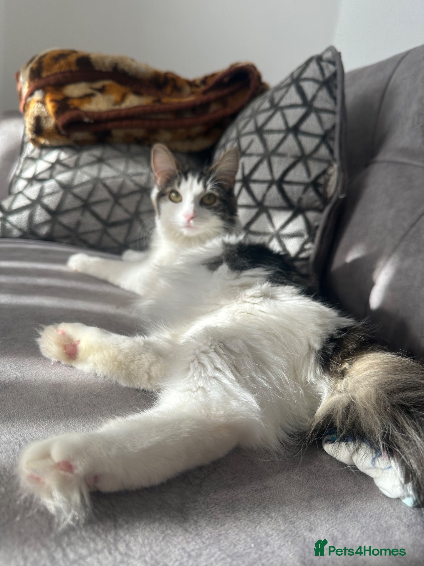 British Longhair cats Kittens 💙💕 - Advert 2