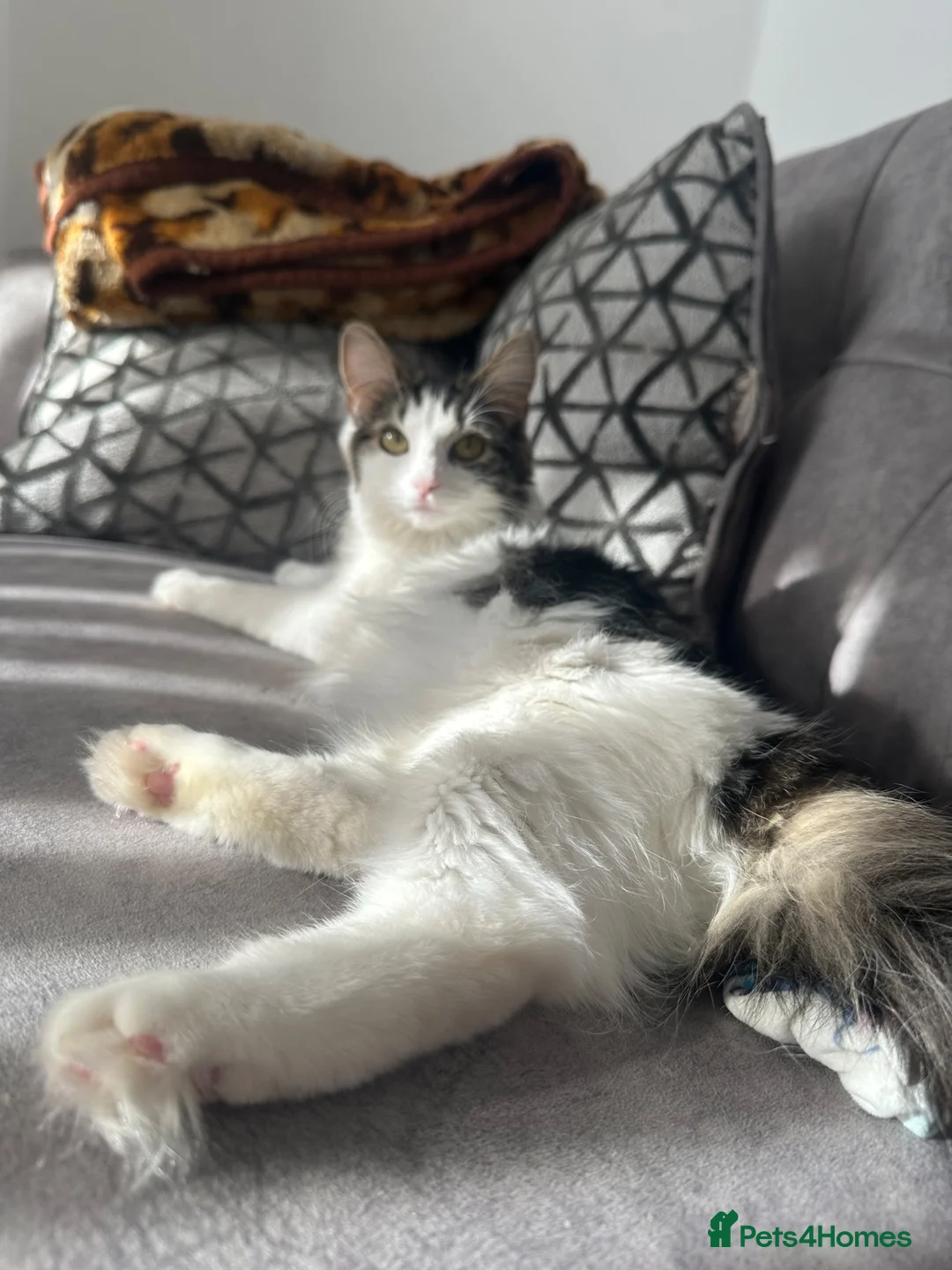 British Longhair cats for sale: Kittens 💙💕 - Advert 1