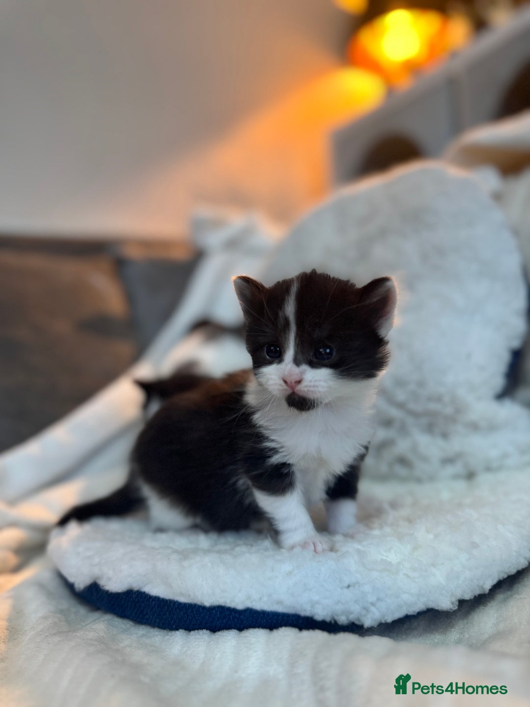 Domestic Shorthair cats for sale: Beautiful litter of kittens - Image 13