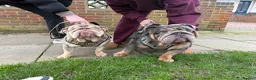 English Bulldog dogs for sale: 007 puppies available now! 🔥 - Advert 4