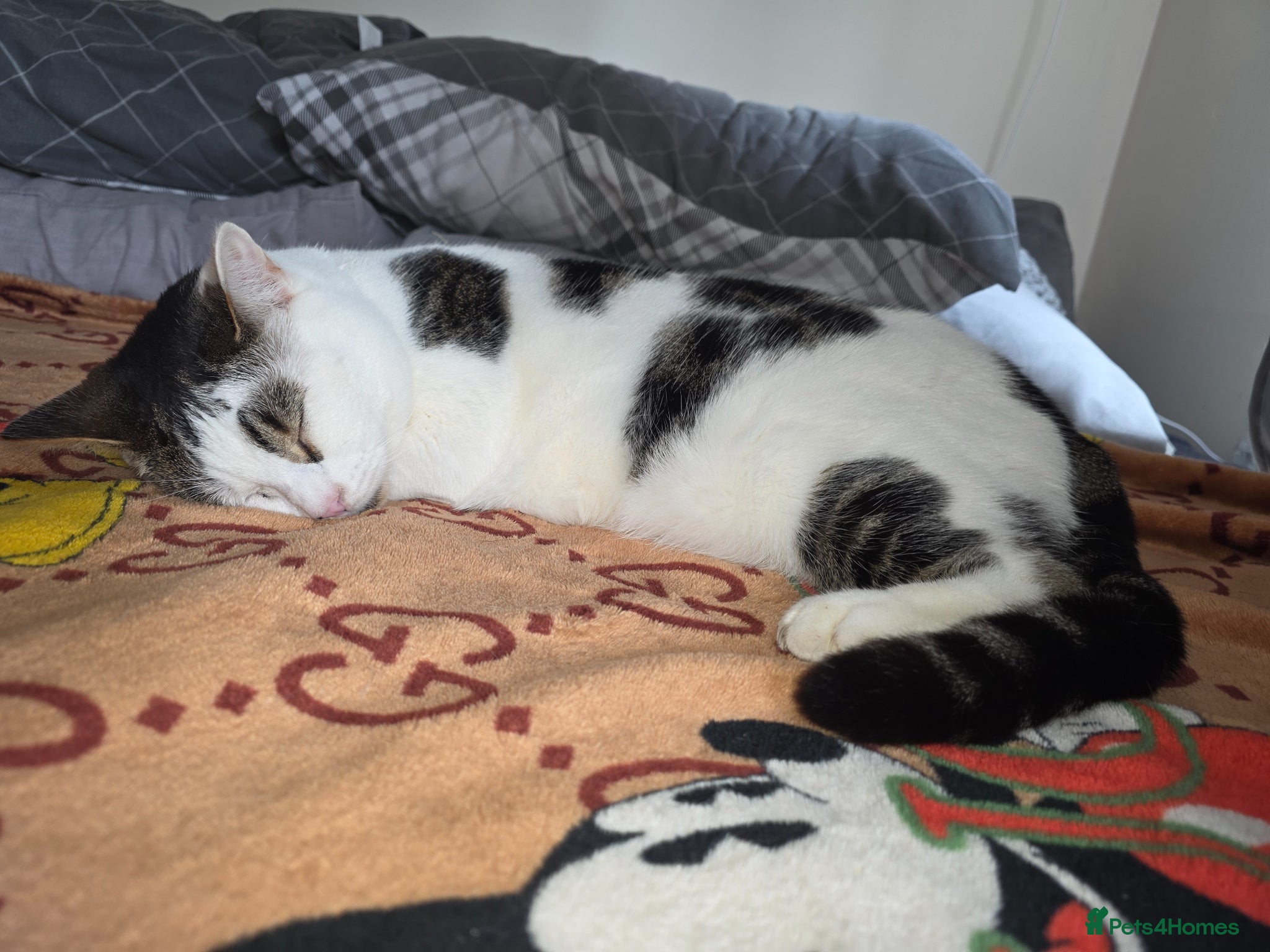 Domestic Shorthair cats Shorthair male domestic cat  - Advert 1