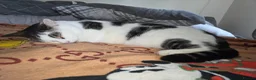 Domestic Shorthair cats for sale: Shorthair male domestic cat  - Advert 1