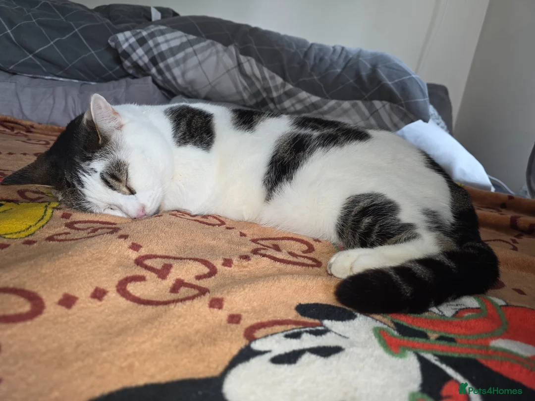 Domestic Shorthair cats for sale: Shorthair male domestic cat  - Advert 1