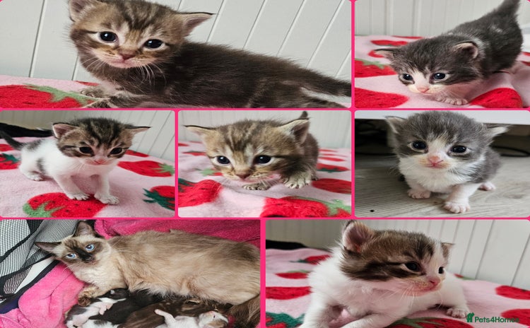 Mixed Breed cats - Advert 4
