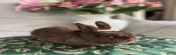 Netherland Dwarf rabbits for sale: choc brown Netherland dwarfs female adult - Advert 7