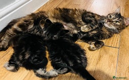 Mixed Breed cats for sale: Gorgeous Maine Coon cross kitten ready to take ho - Image 4