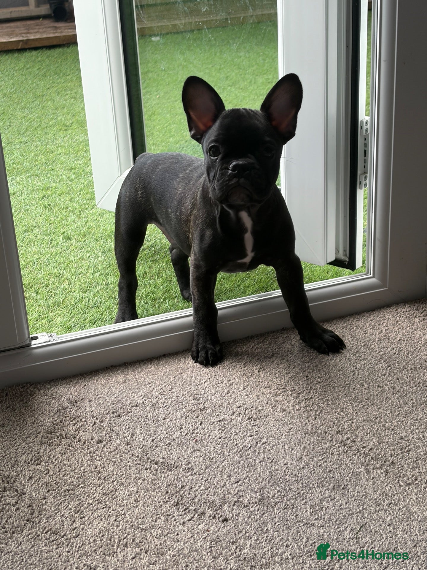 French Bulldog dogs French bulldog  - Advert 1