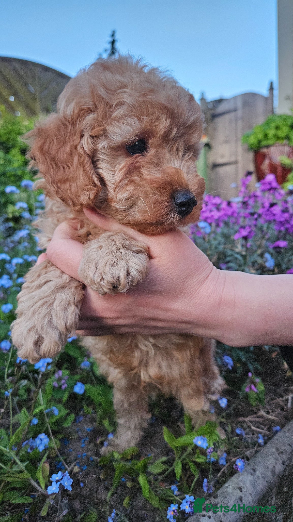 Cockapoo dogs Cockapoo puppies  - Advert 1