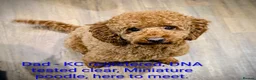 Cockapoo dogs for sale: Licensed breeder, health tested F1 cockapoos - Advert 23