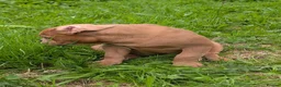 Olde English Bulldogge dogs for sale: Olde English bulldogge  - Advert 9