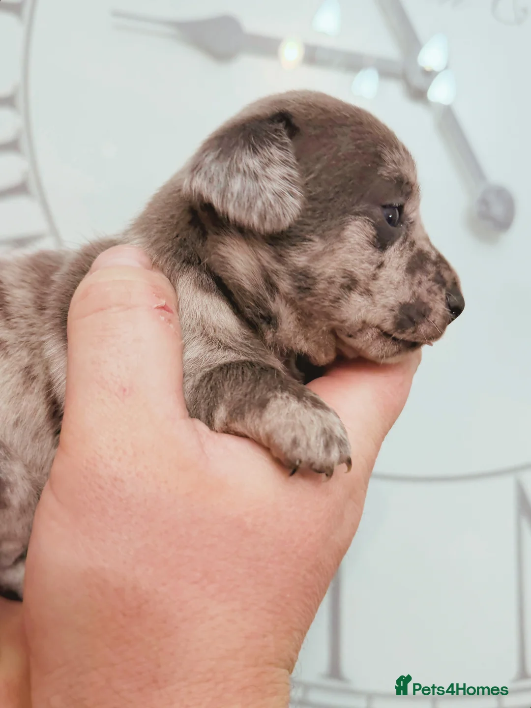 Chiweenie dogs for sale: 3 beautiful baby Chiweenie girls ready early March - Advert 11