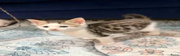 Bengal cats for sale: Bengal X kittens  in Bristol - Advert 29