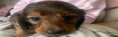Miniature Dachshund 4