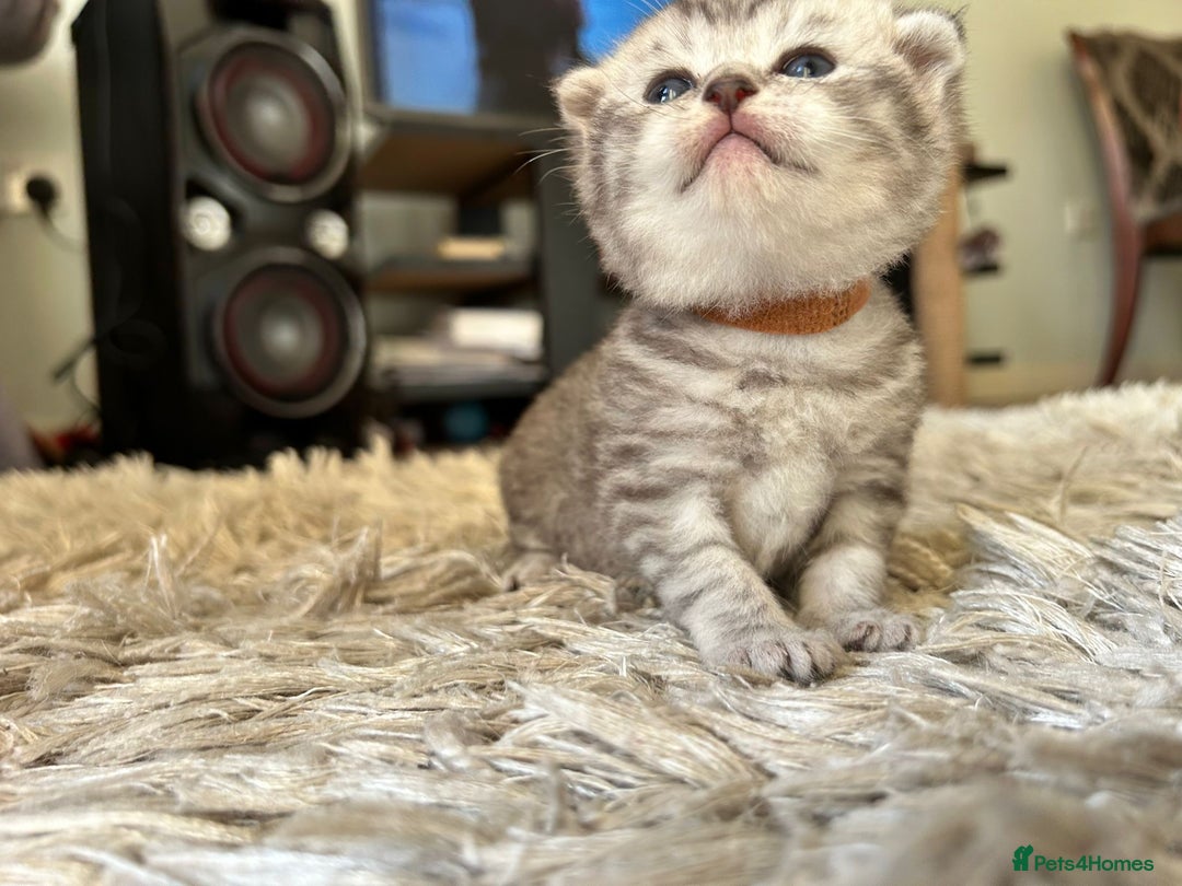 Scottish Fold cats for sale: Scottish fold kittens - Image 5