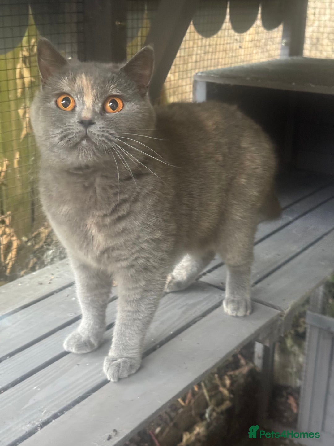 British Shorthair cats for sale: Adult Tica active blue tortie  - Image 5