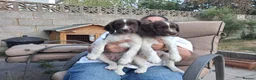 Sprocker dogs for sale: Spaniel puppies  in Melksham - Advert 1