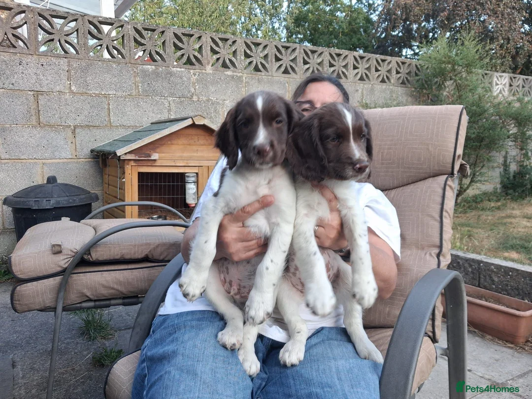 Sprocker dogs for sale: Spaniel puppies  in Melksham - Advert 1
