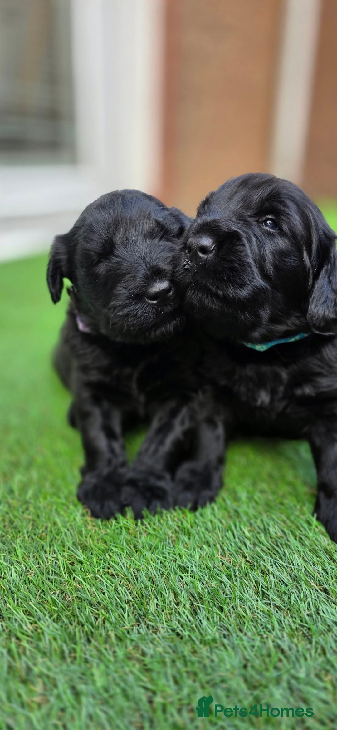 Russian Black Terrier dogs for sale: Russian Black Terrier  - Image 14