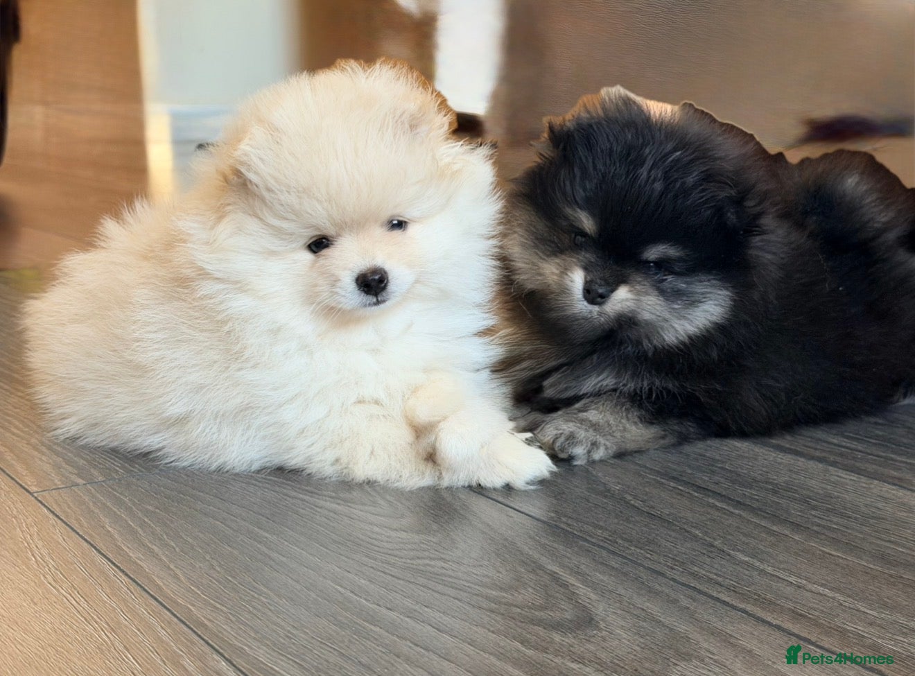 Pomeranian dogs for sale: 🌟 Luxury Pomeranian Puppies 🌟  - Advert 1