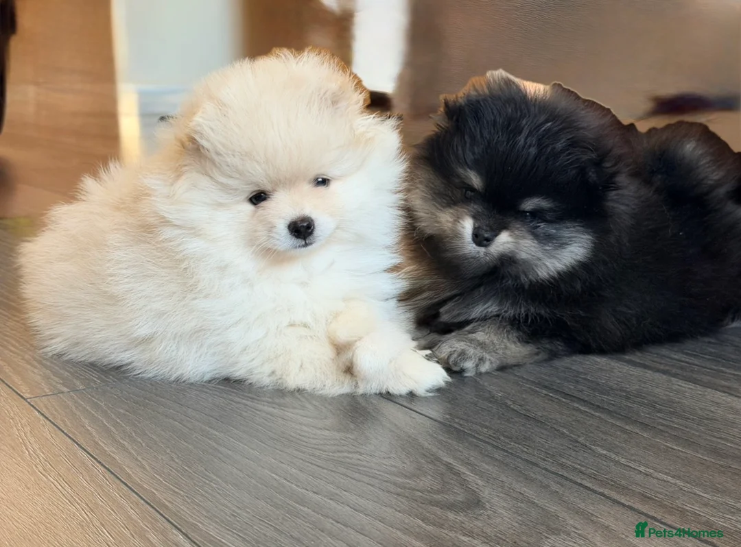 Pomeranian dogs for sale: 🌟 Luxury Pomeranian Puppies 🌟  - Advert 1