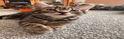 Mixed Breed cats for sale: 2 beautiful Bengal cross girls - Advert 11