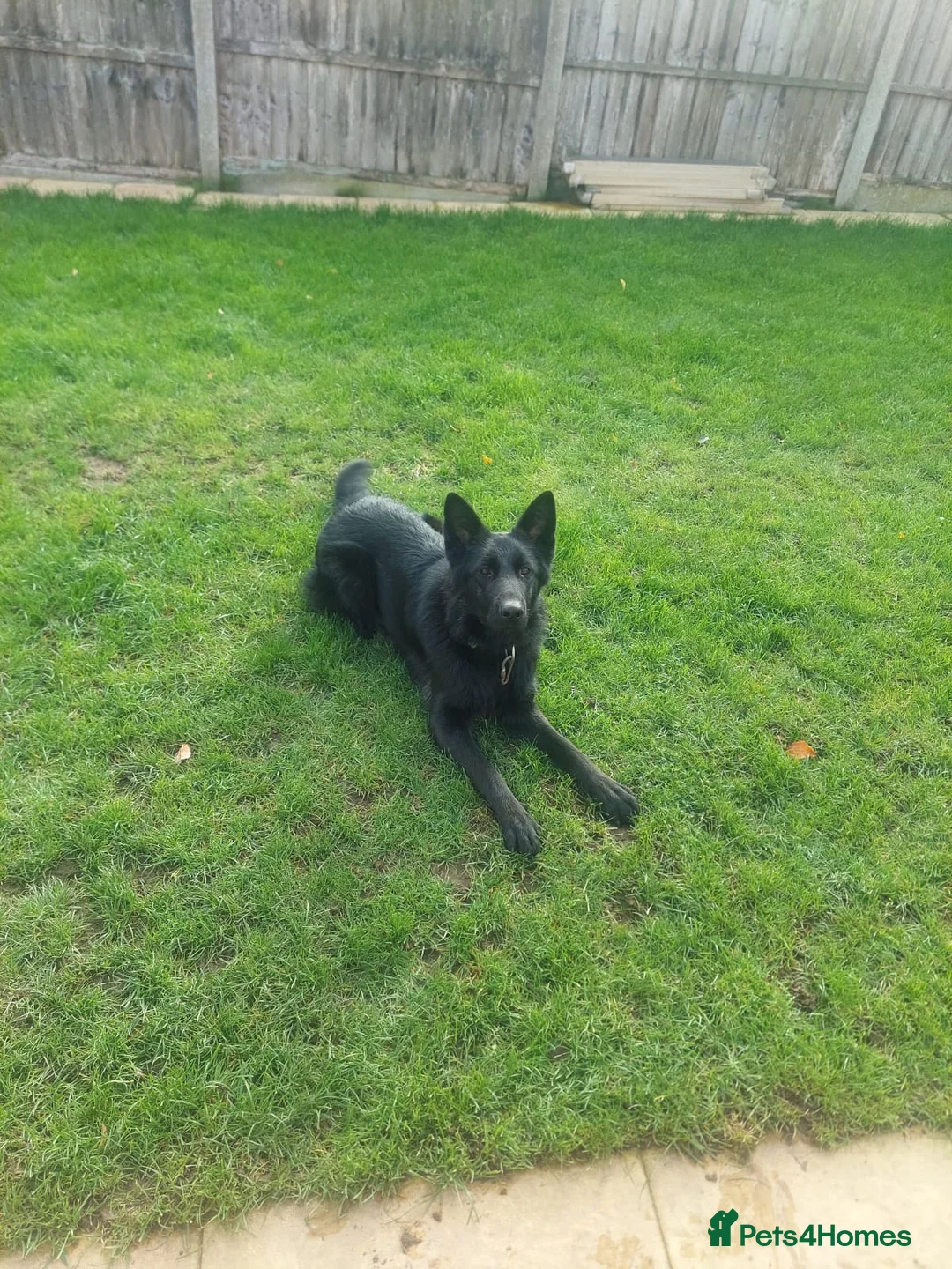 German Shepherd dogs for sale: German Shepherd  - Advert 4