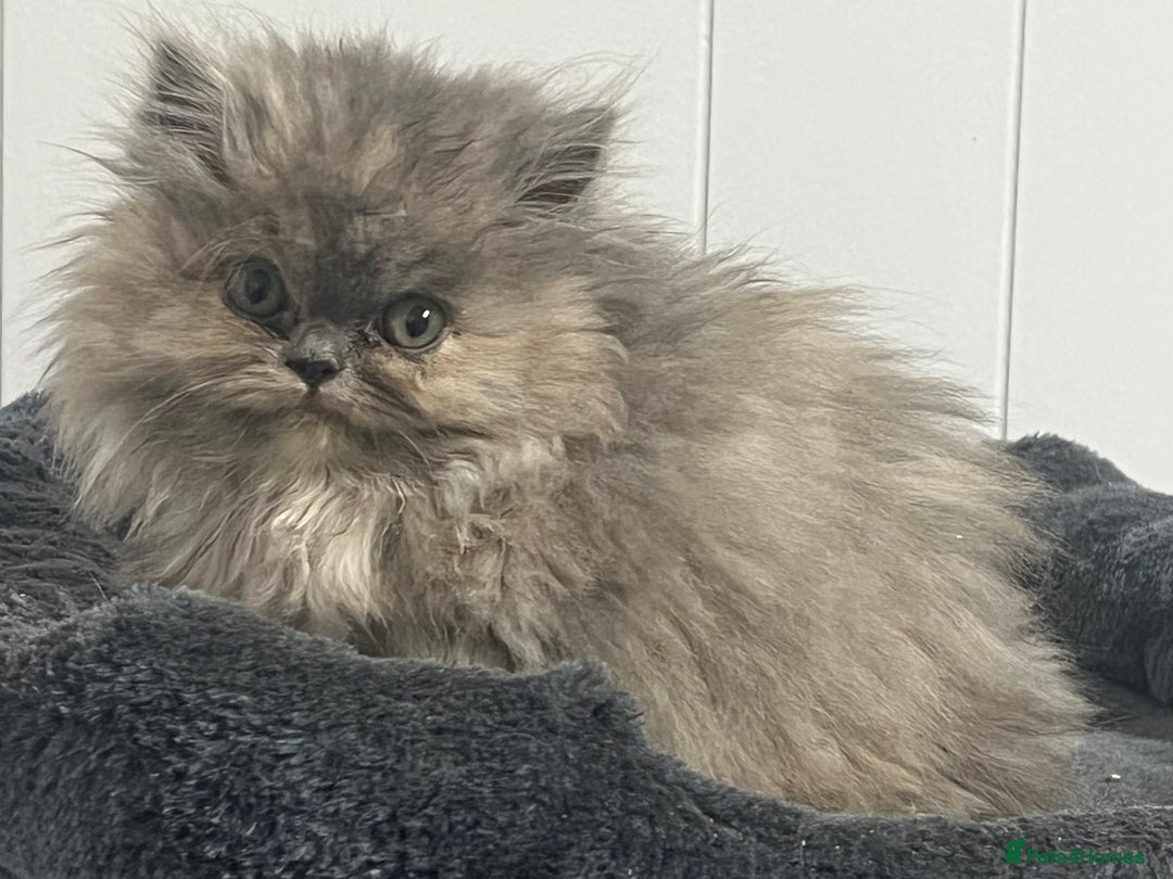 Exotic cats for sale: Stunning Exotic Kittens  - Advert 19