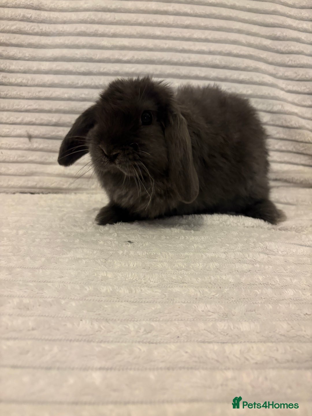 Mini Lop rabbits for sale: Lovely little mini lop baby bunny rabbits - Advert 7