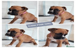Boxer dogs for sale: Gorgeous Chunky Boxer Puppies  - Image 11