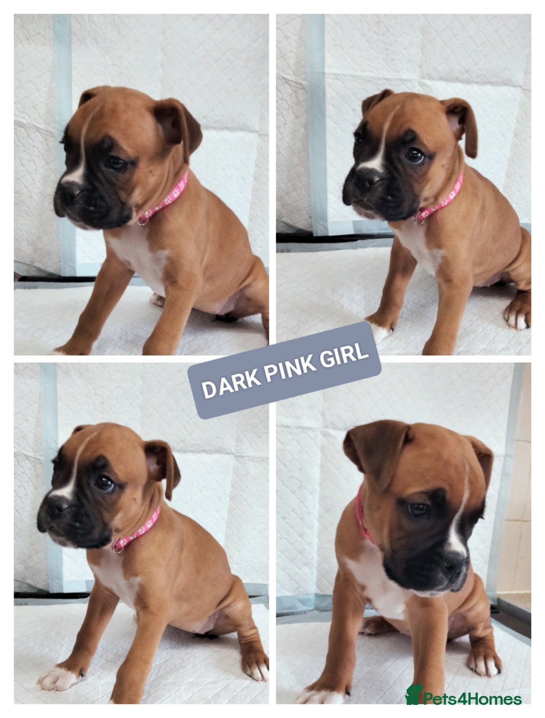 Boxer dogs for sale: Gorgeous Chunky Boxer Puppies  - Image 11