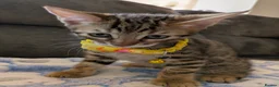 Mixed Breed cats for sale: Bengal mixed kittens - Advert 2