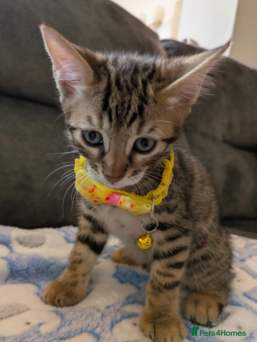 Mixed Breed cats for sale: Bengal mixed kittens - Advert 2