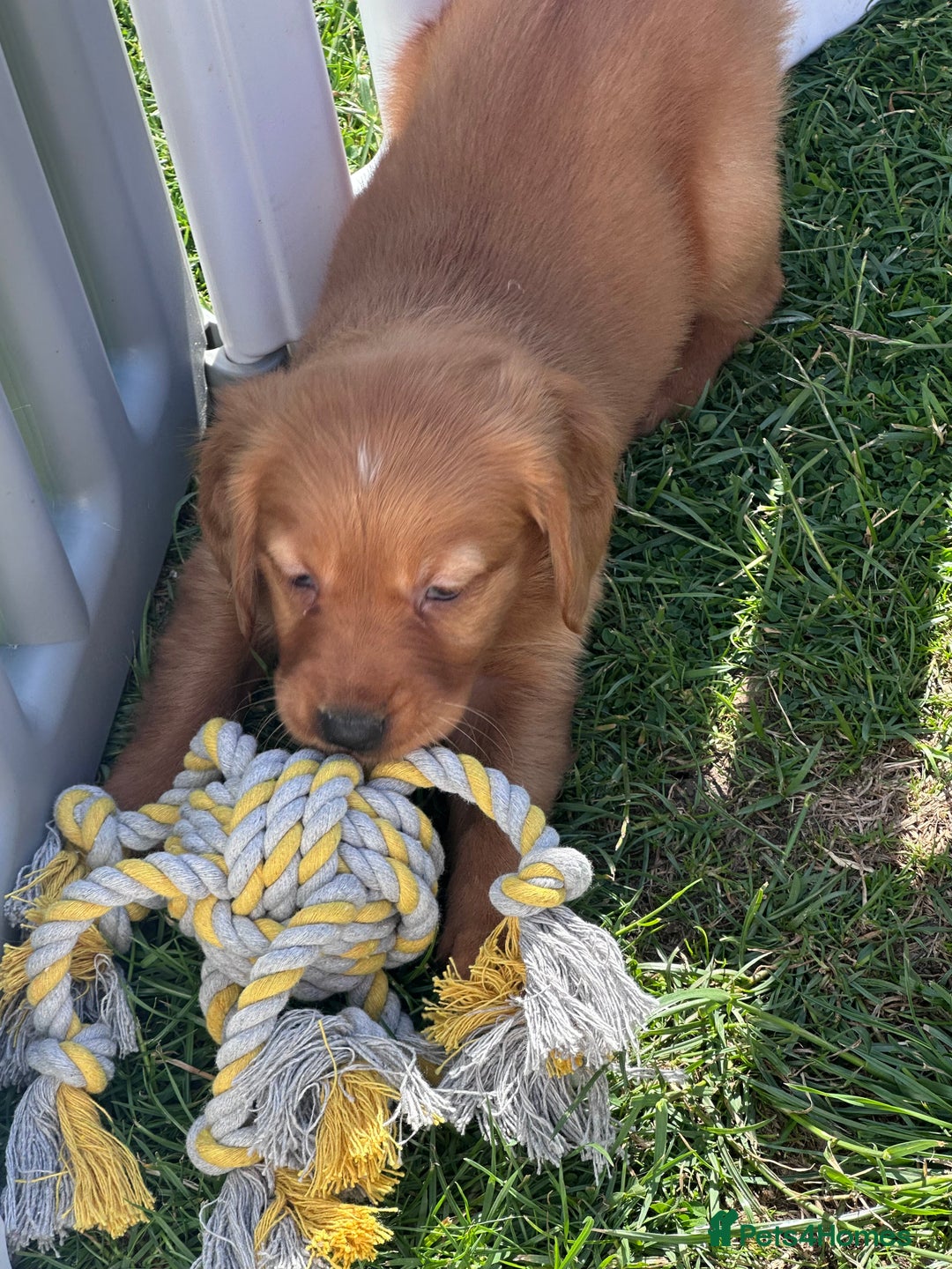 Golden Retriever dogs for sale: Fully health tested kennel club registered puppies - Image 19