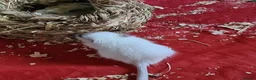 Gerbil rodents for sale: 4 x female gerbils 7 weeks old with cage  - Advert 2