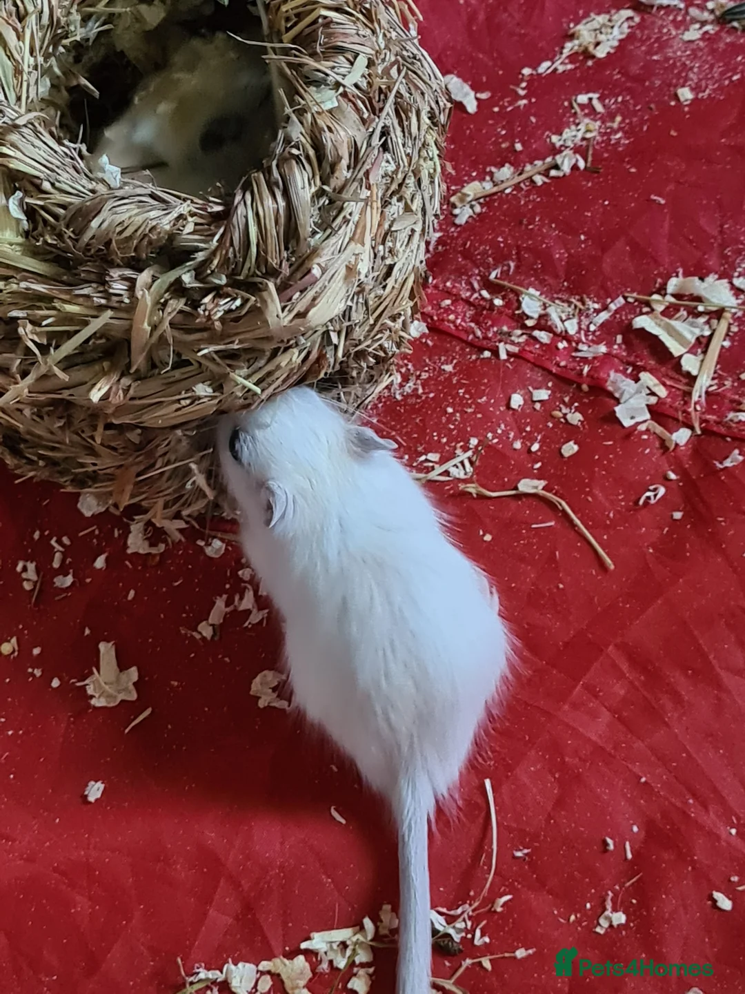 Gerbil rodents for sale: 4 x female gerbils 7 weeks old with cage  - Advert 2