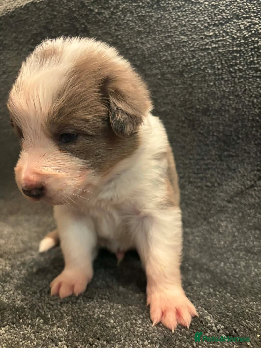 Border Collie dogs for sale: 8 Gorgeous Border Collie Puppies for Sale  - Advert 11