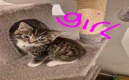 Mixed Breed cats for sale: Ragdoll x £300 Tabby and ginger £150 black & white - Image 7