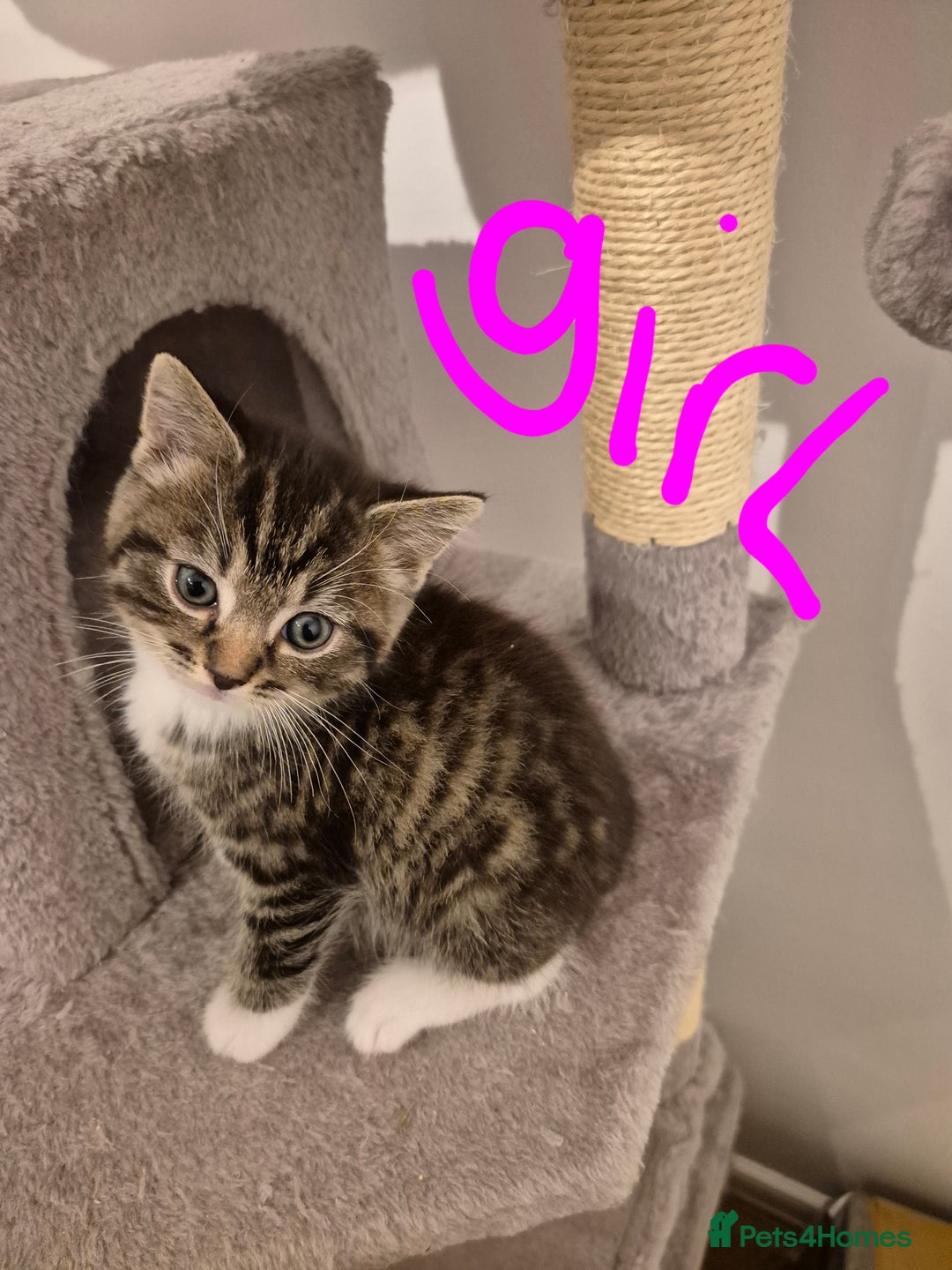 Mixed Breed cats for sale: Ragdoll x £300 Tabby and ginger £150 black & white - Image 7