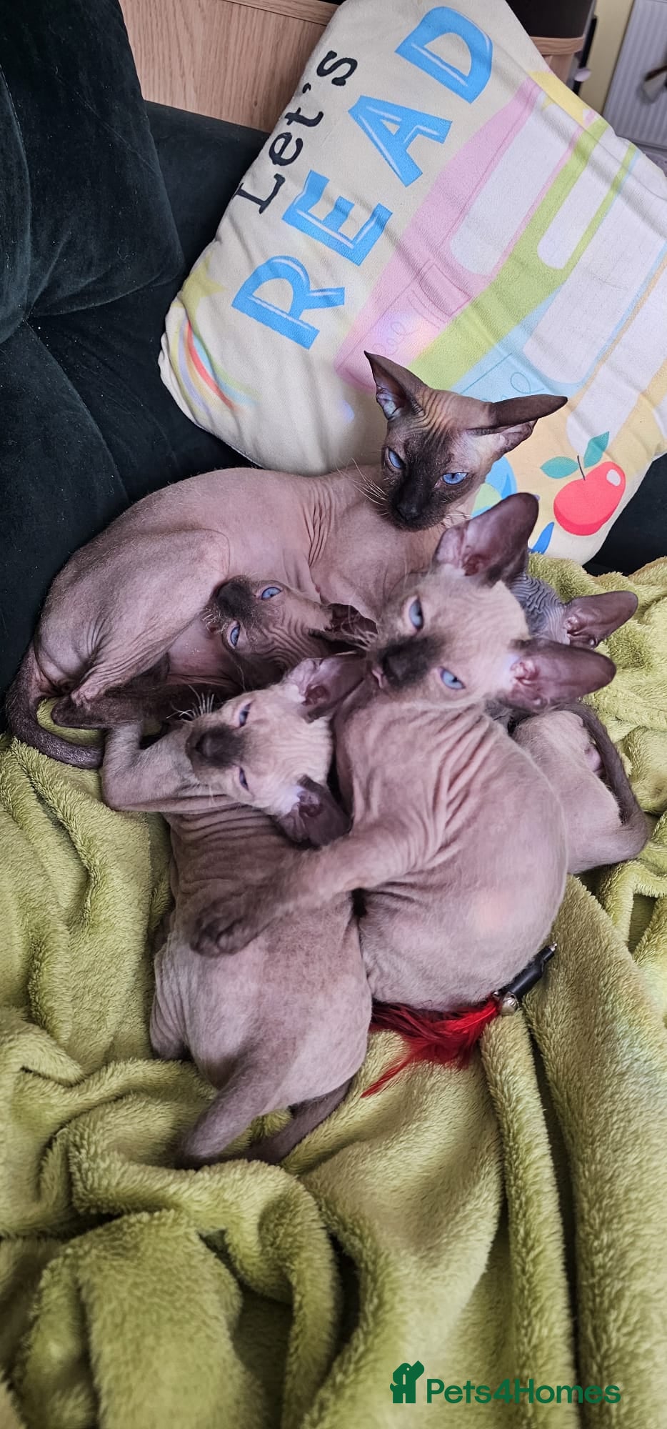 Sphynx cats for sale: Beautifull sphynx kittens for sale. - Advert 1